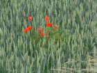 dsc_0309_small.jpg
