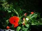 dsc05171_small.jpg