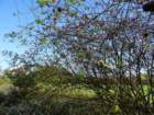 dsc02340_small.jpg