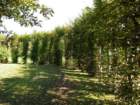 dsc02367b_small.jpg