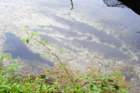 dsc02883b_small.jpg
