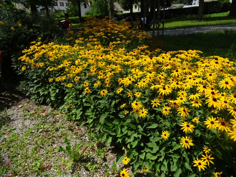 dsc01435.jpg