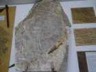 dsc06461_small.jpg
