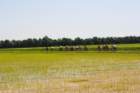 dsc08231ba_small.jpg