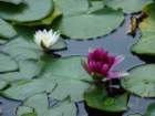 dsc08215_small.jpg