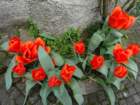 dsc000802_small.jpg
