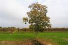 dsc_0509_small.jpg