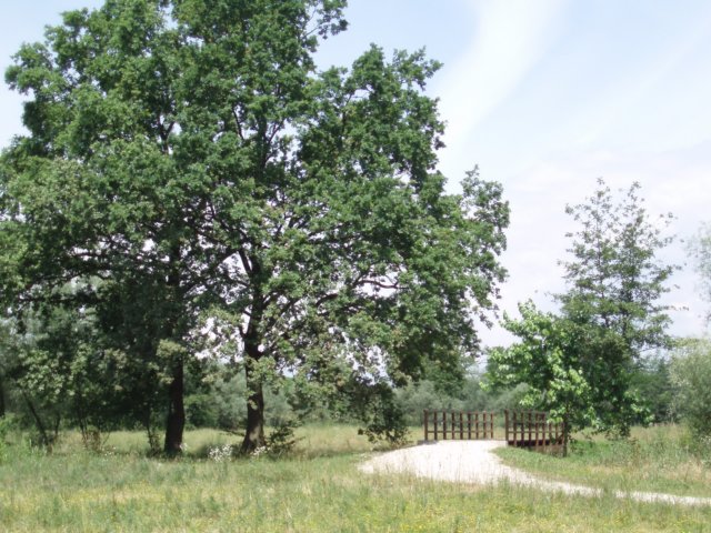 p19.jpg