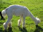 dsc00307a_small.jpg