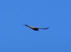 dsc04239_small.jpg