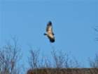 dsc04240_small.jpg