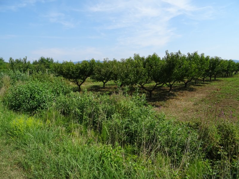 dsc07998.jpg