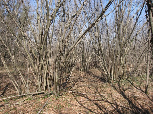 img_4594.jpg