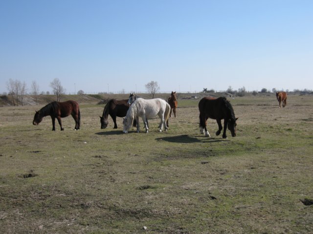 img_4600.jpg