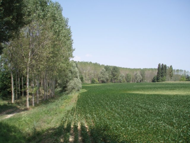 p8140043.jpg