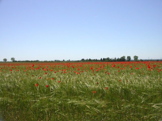 img_2461a.jpg