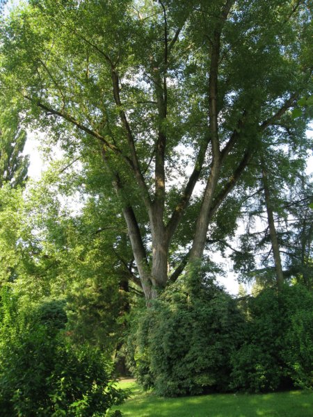 dsc00009d.jpg