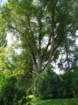 dsc00009d_small.jpg