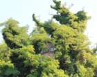 dsc00021a_small.jpg