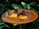 dsc00069_small.jpg