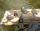 dsc00074_small.jpg
