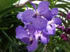 dsc00081_small.jpg
