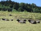 dsc09680a_small.jpg