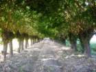 latisanabibione28082011055_small.jpg