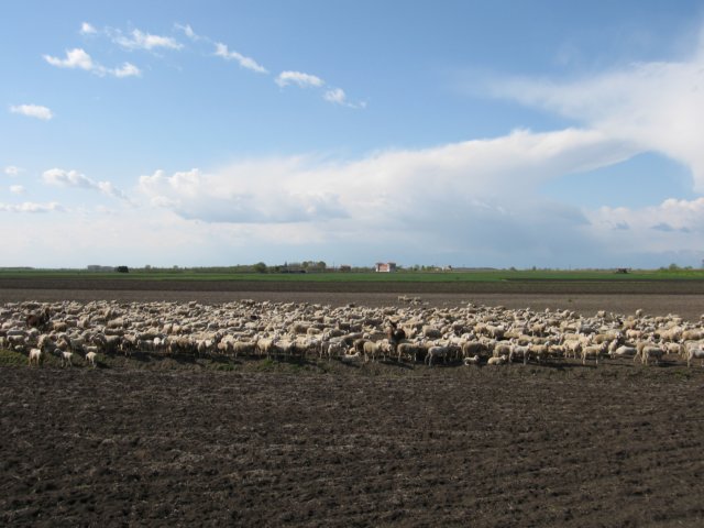 immagine118c.jpg