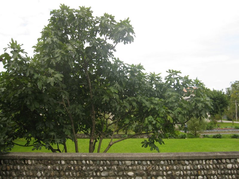 img_1600a.jpg
