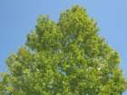 img_7231b_small.jpg