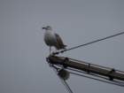 dsc05511_small.jpg