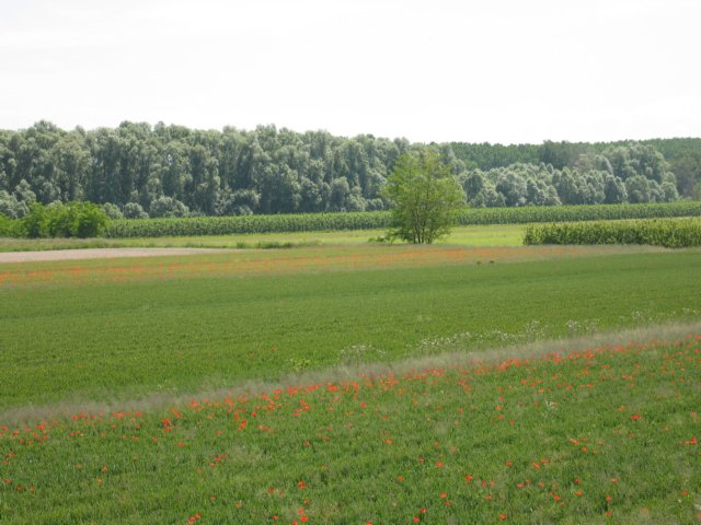 img_6458.jpg