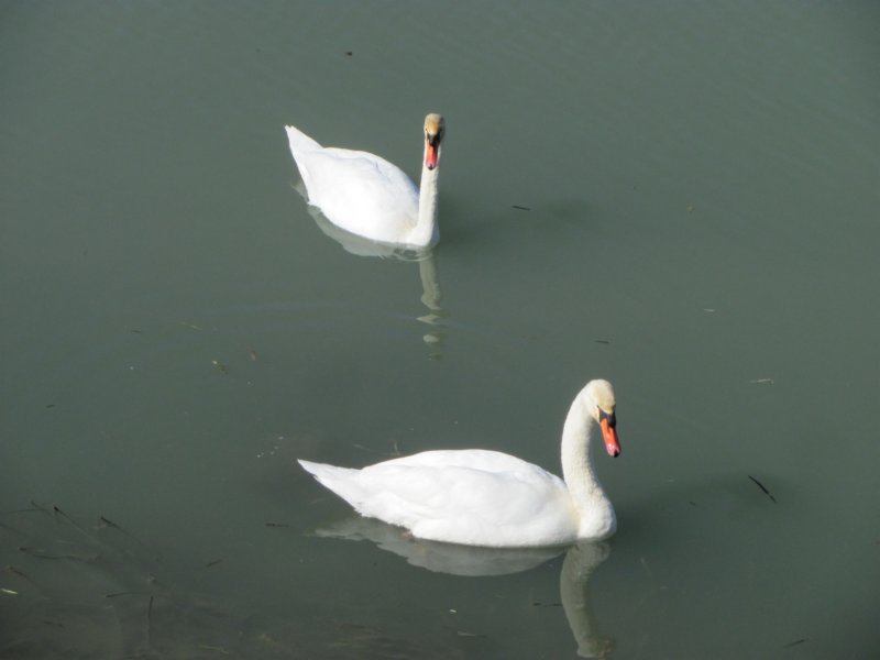 dsc04172.jpg