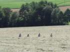 dsc07524c_small.jpg