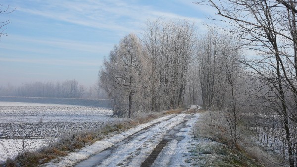 argine del Piave a Fossalta (foto di L. Salvioni)